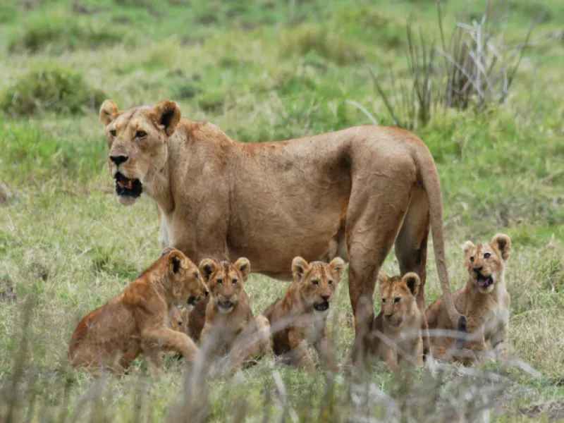 5 Days 4 Nights Tanzania Safari