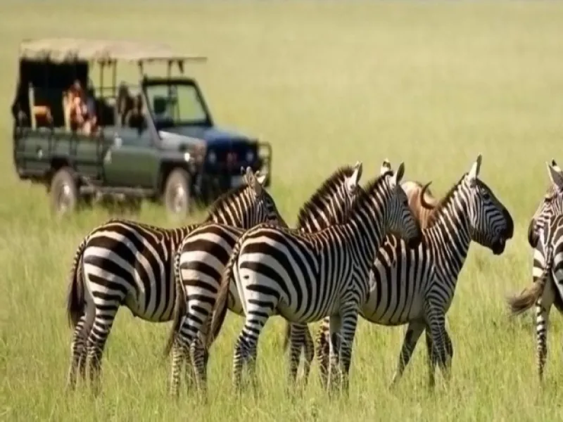 3 Days 2 Nights Safari Tour