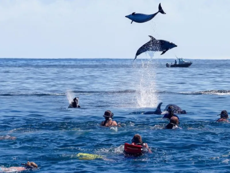 Kizimkazi Dophin tour