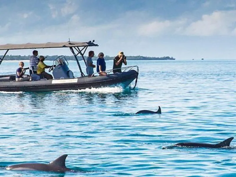 Mnemba dolphin tour